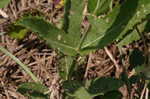 Tuberous vervain